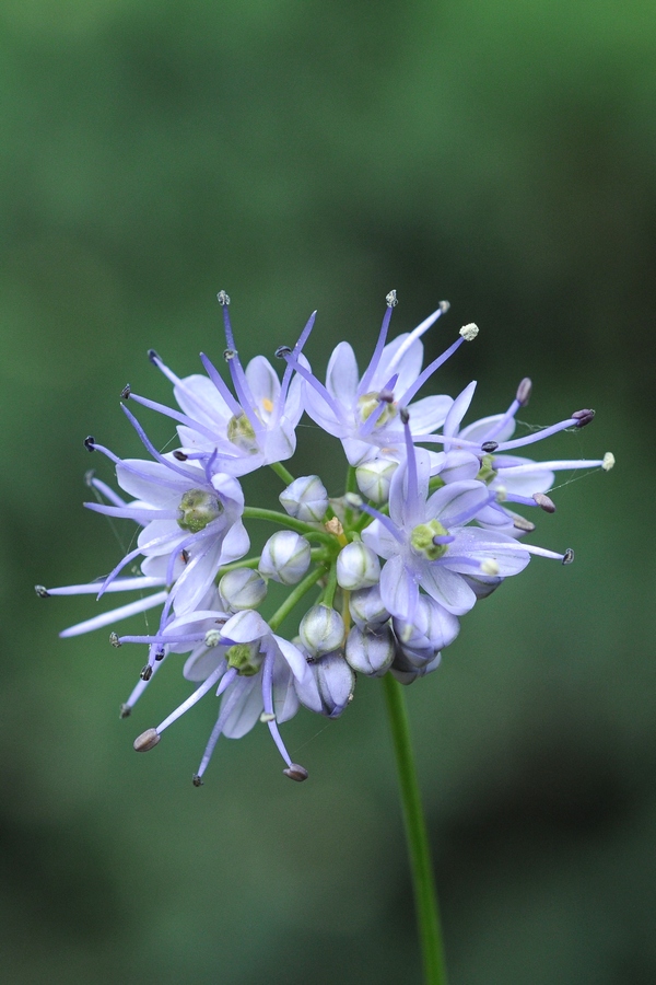 Image of Allium stenodon specimen.