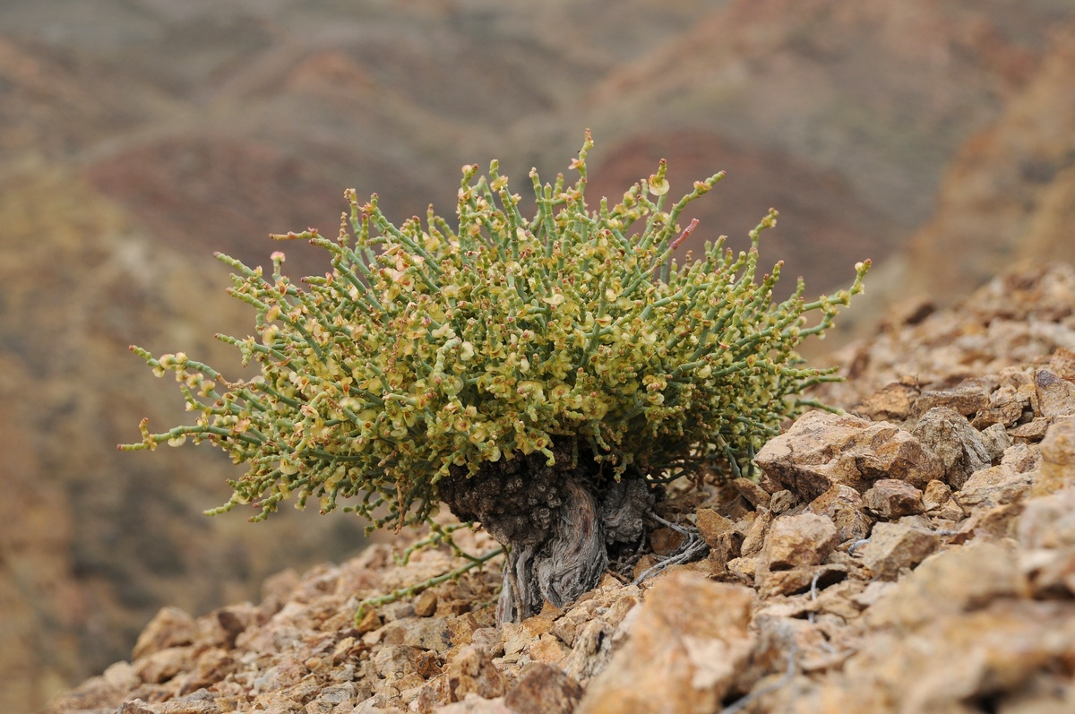 Image of Anabasis truncata specimen.