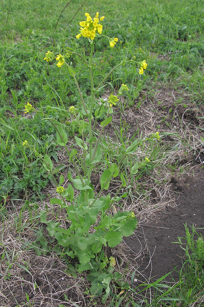 Изображение особи Brassica campestris.