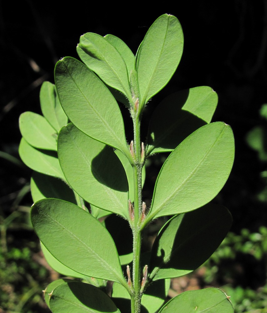 Image of Buxus colchica specimen.