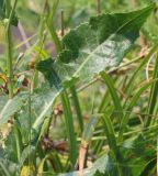 Sonchus arvensis subspecies uliginosus. Лист и часть стебля. Ростовская обл., Неклиновский р-н, Васильево-Ханжоновское с/п, дол. р. Мокрый Еланчик, на берегу. 28.08.2015.