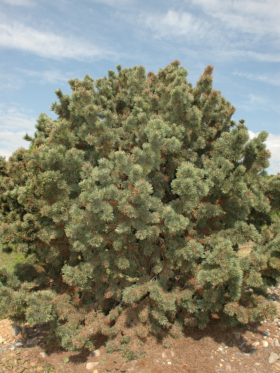 Image of Pinus aristata specimen.