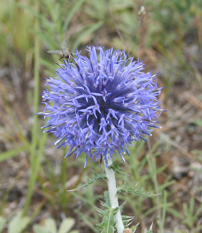 Image of Echinops ruthenicus specimen.