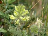 Oxytropis pilosa