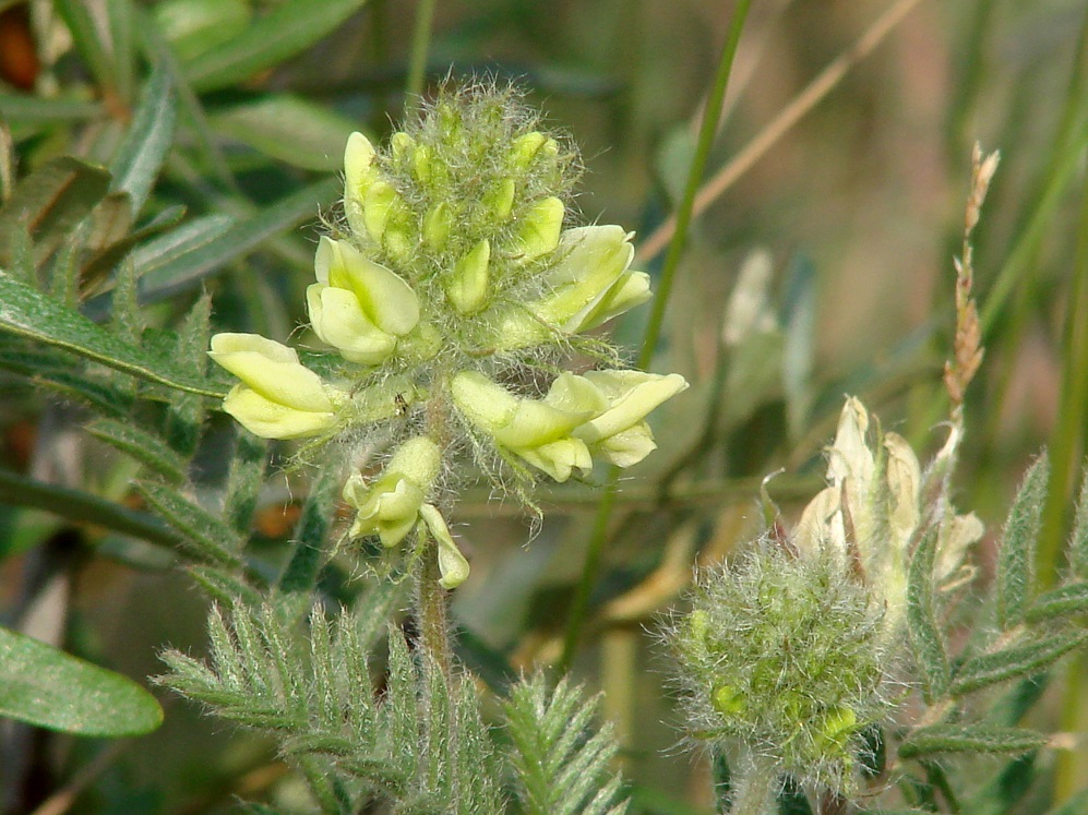 Image of Oxytropis pilosa specimen.