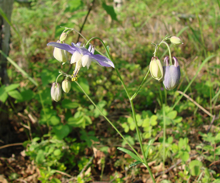 Image of Aquilegia parviflora specimen.