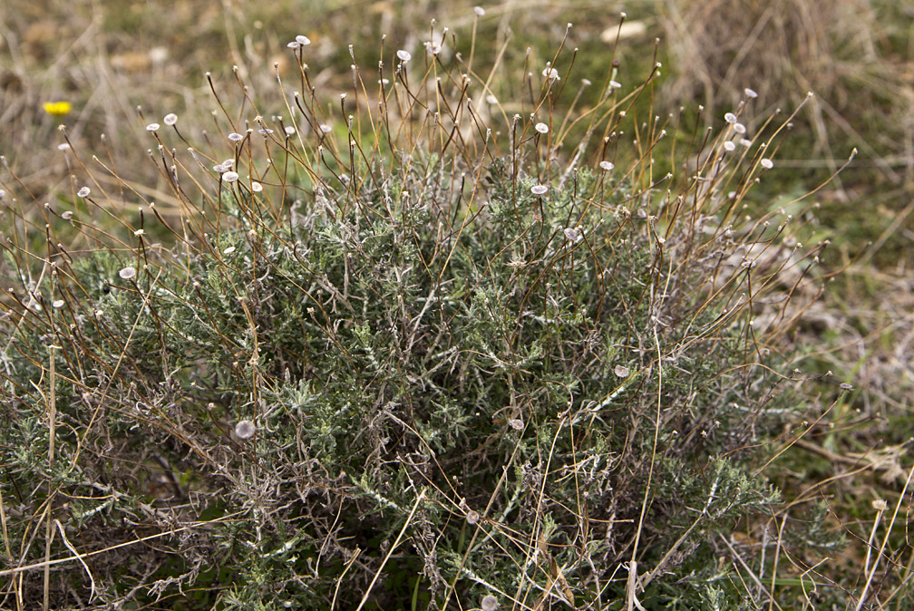 Image of Phagnalon rupestre ssp. graecum specimen.