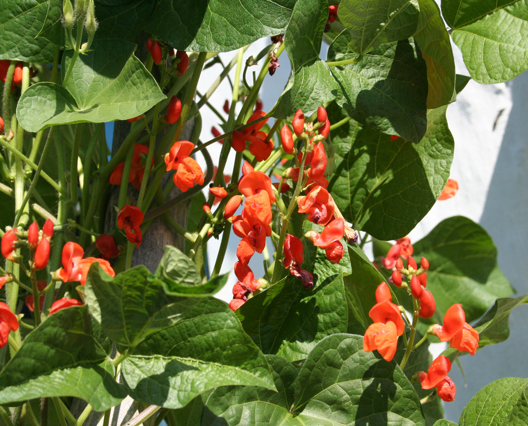 Image of Phaseolus coccineus specimen.