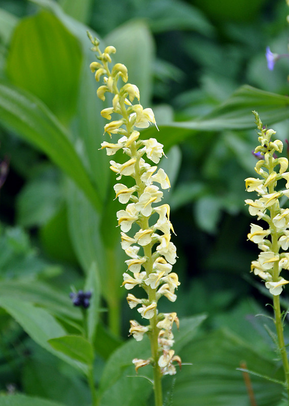 Изображение особи Pedicularis incarnata.