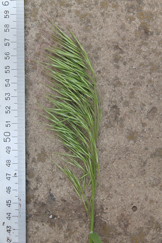 Image of Anisantha tectorum specimen.