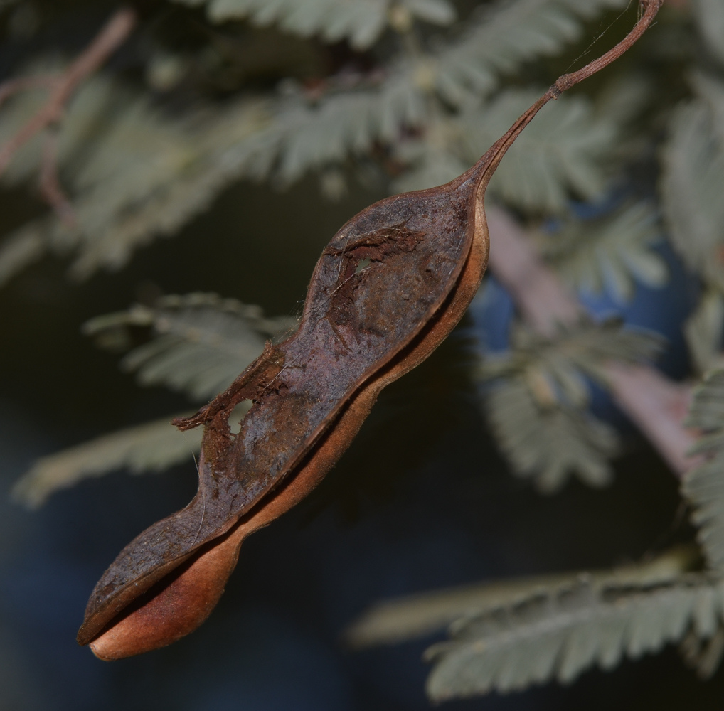 Image of Acacia baileyana specimen.