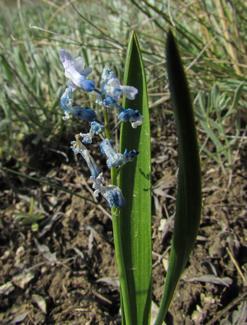 Image of Hyacinthella pallasiana specimen.