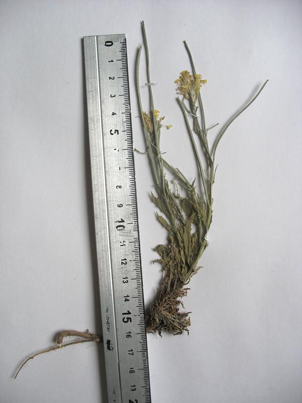 Image of Erysimum callicarpum specimen.