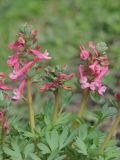 Corydalis solida