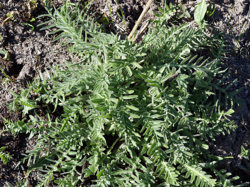 Image of Centaurea scabiosa specimen.