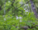 Vincetoxicum ascyrifolium. Верхушка цветущего растения. Приморский край, Хасанский р-н, зал. Посьета, мыс Мраморный, широколиственный лес. 05.06.2016.