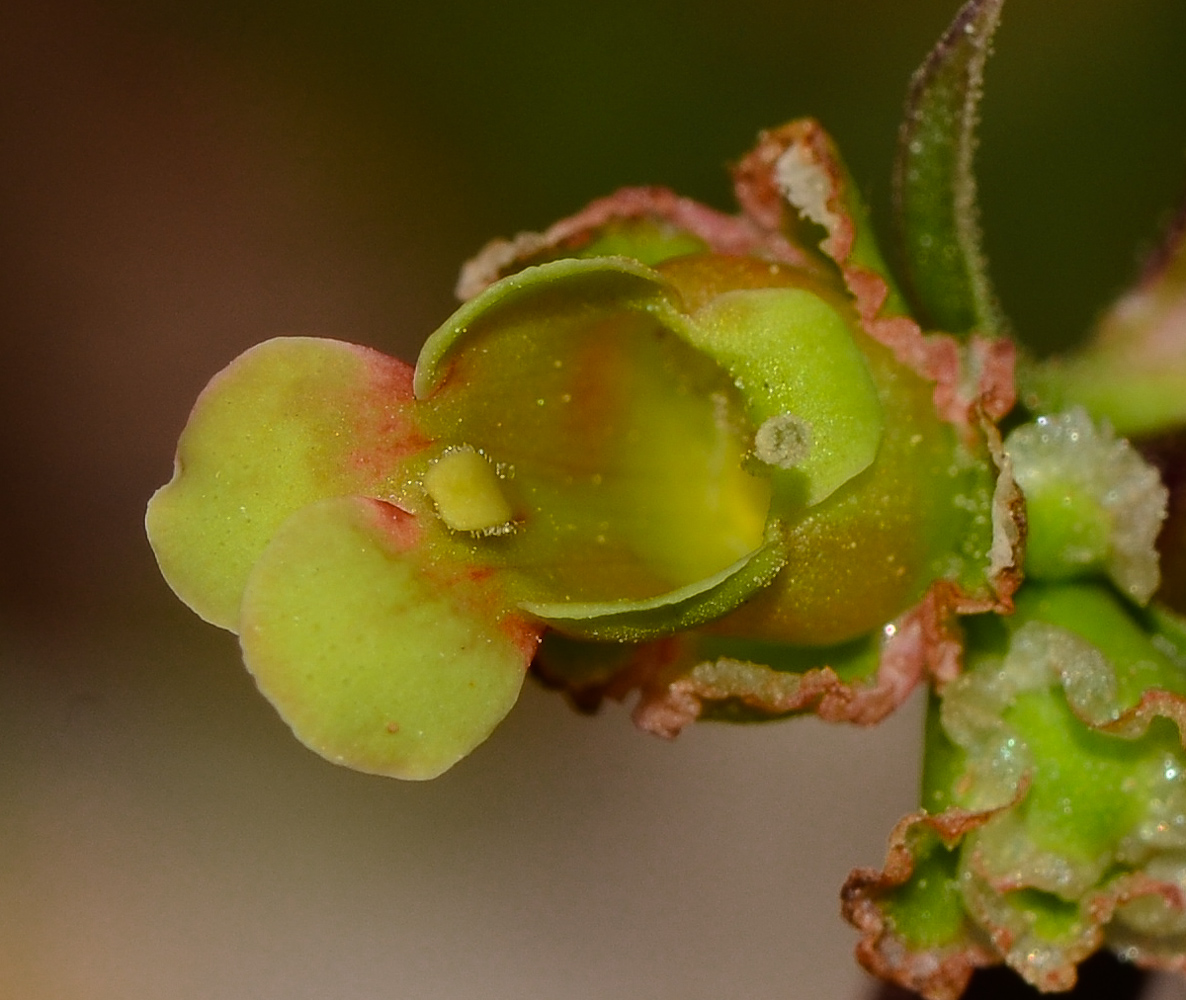 Image of Scrophularia rubricaulis specimen.