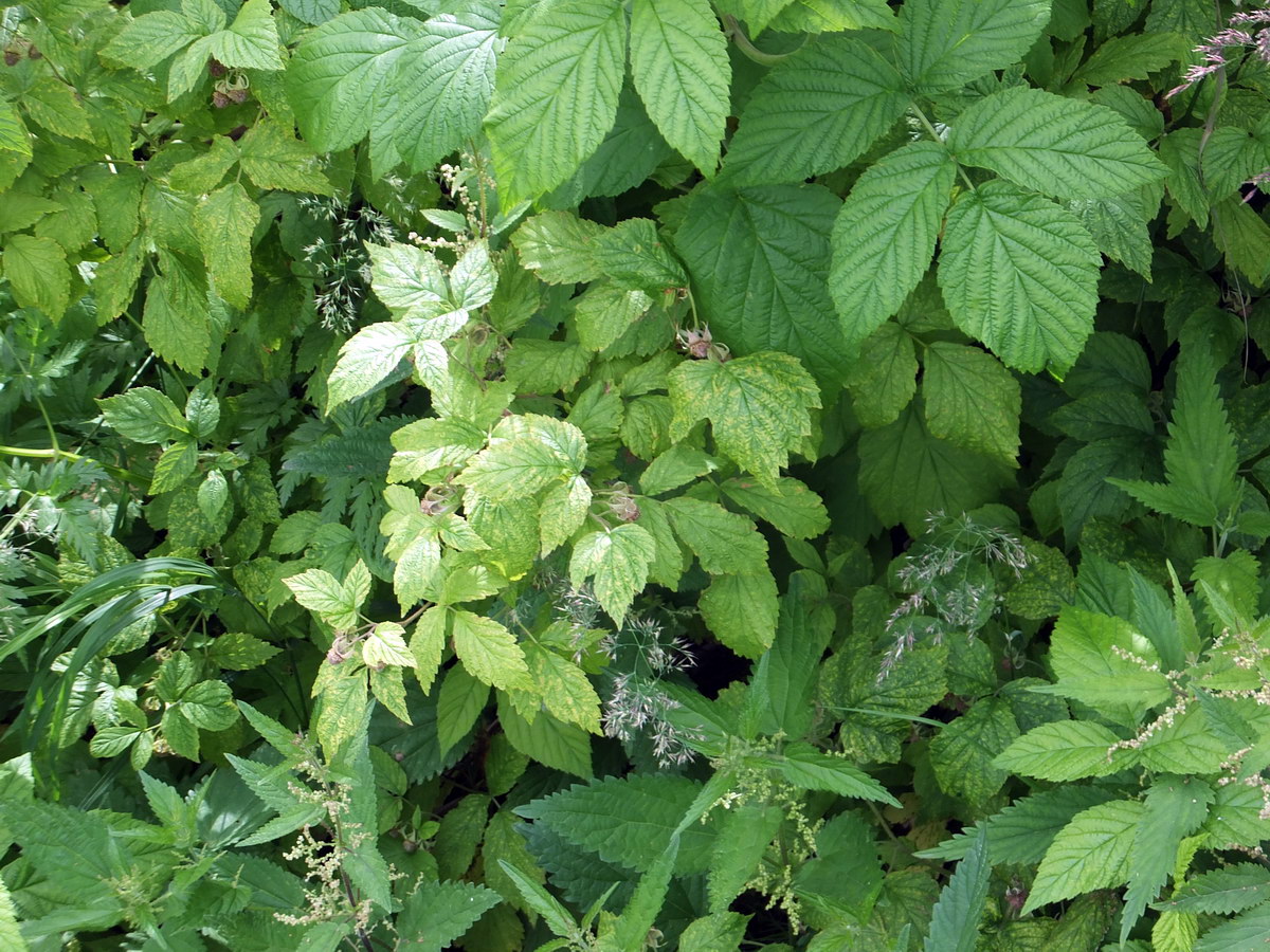 Image of Rubus idaeus specimen.