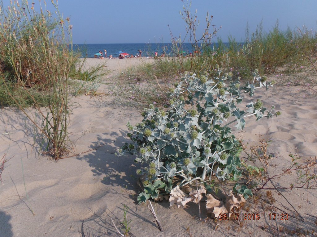 Изображение особи Eryngium maritimum.