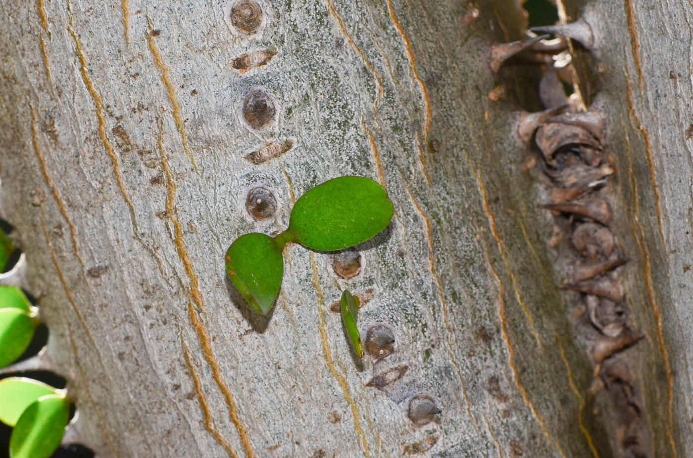 Image of Alluaudia ascendens specimen.