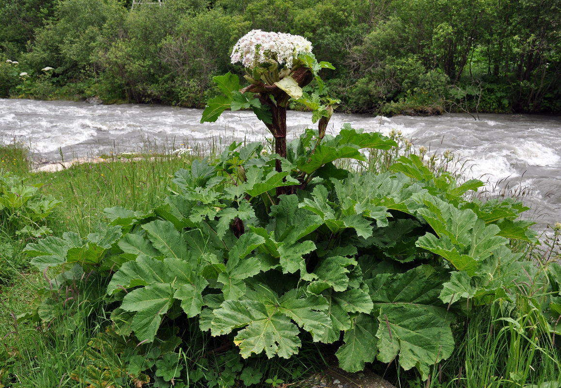 Image of Heracleum sosnowskyi specimen.