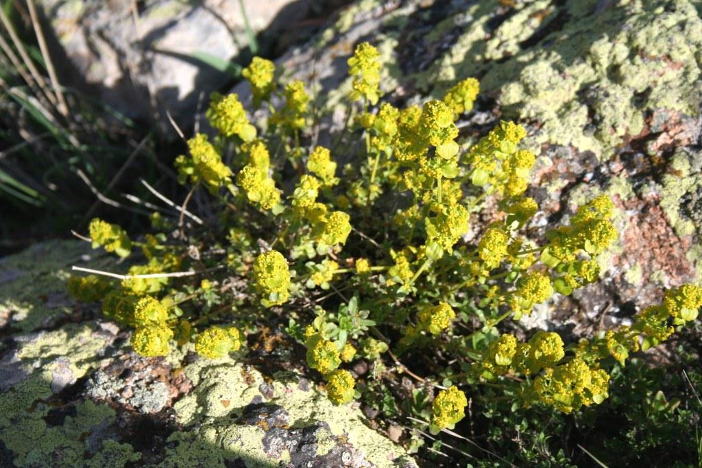 Image of genus Cruciata specimen.