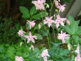 genus Aquilegia. Часть соцветия. Иркутская обл., Усольский р-н, с. Тельма, палисадник, в культуре. 18.06.2016.