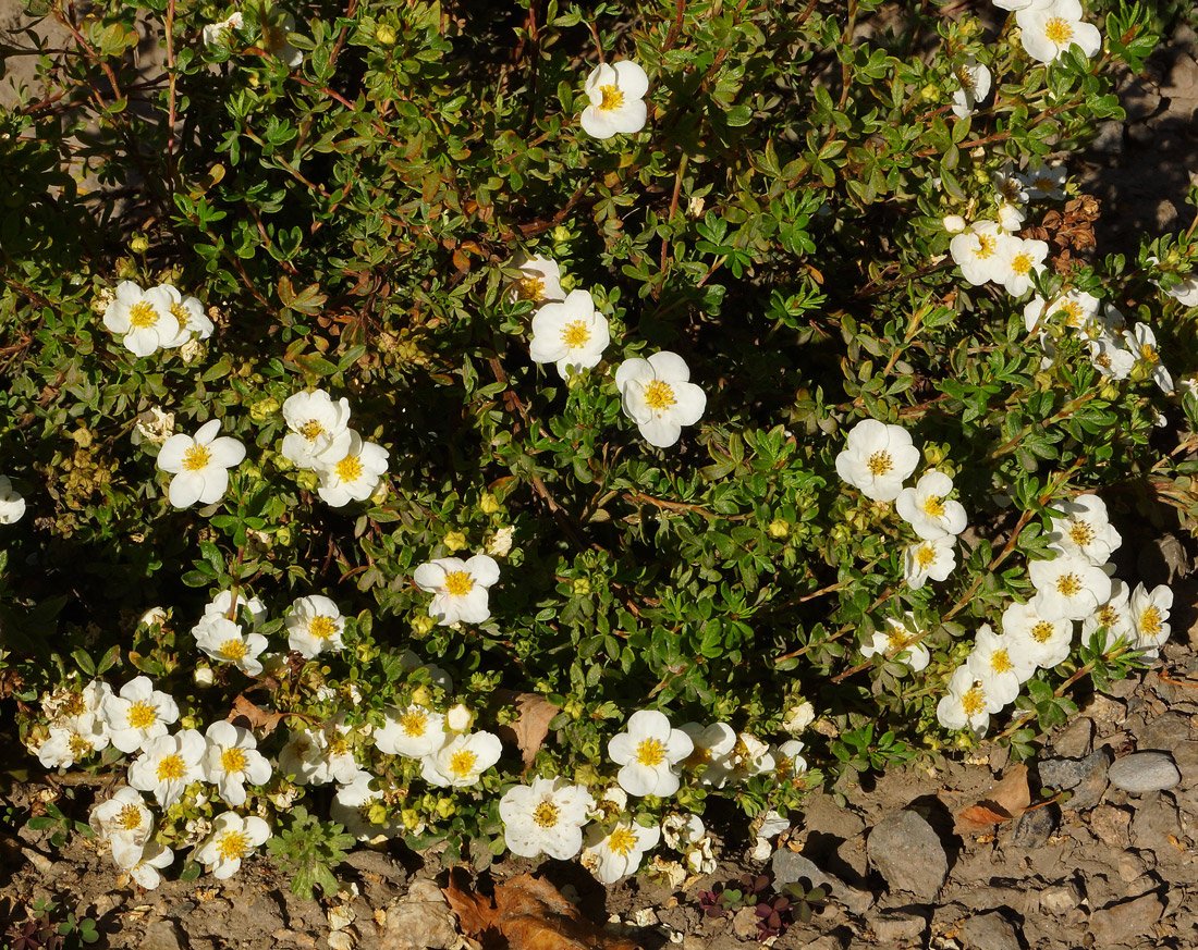 Image of Dasiphora fruticosa specimen.