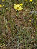 genus Tragopogon