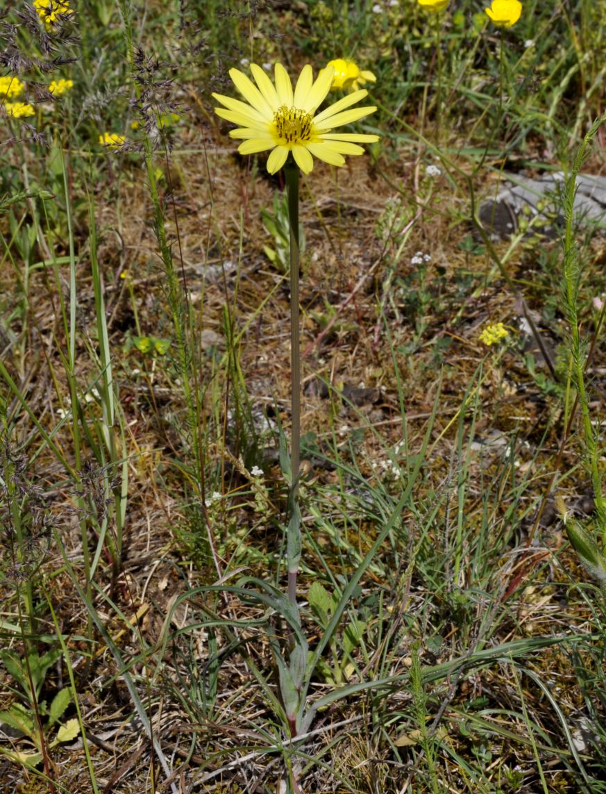 Image of genus Tragopogon specimen.