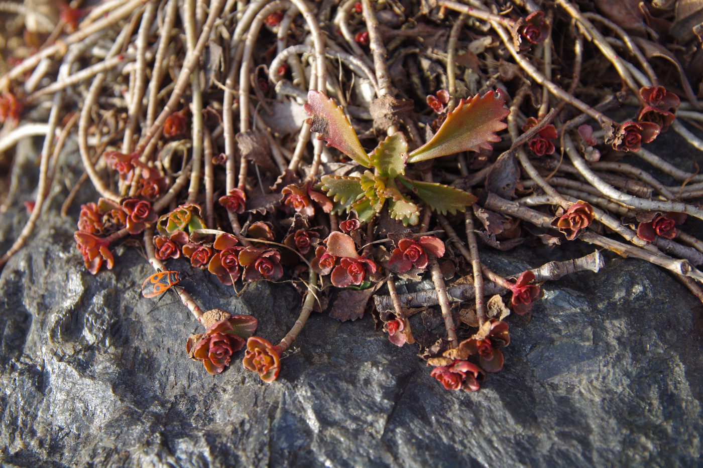 Image of Sedum spurium specimen.