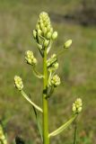 Zigadenus fremontii