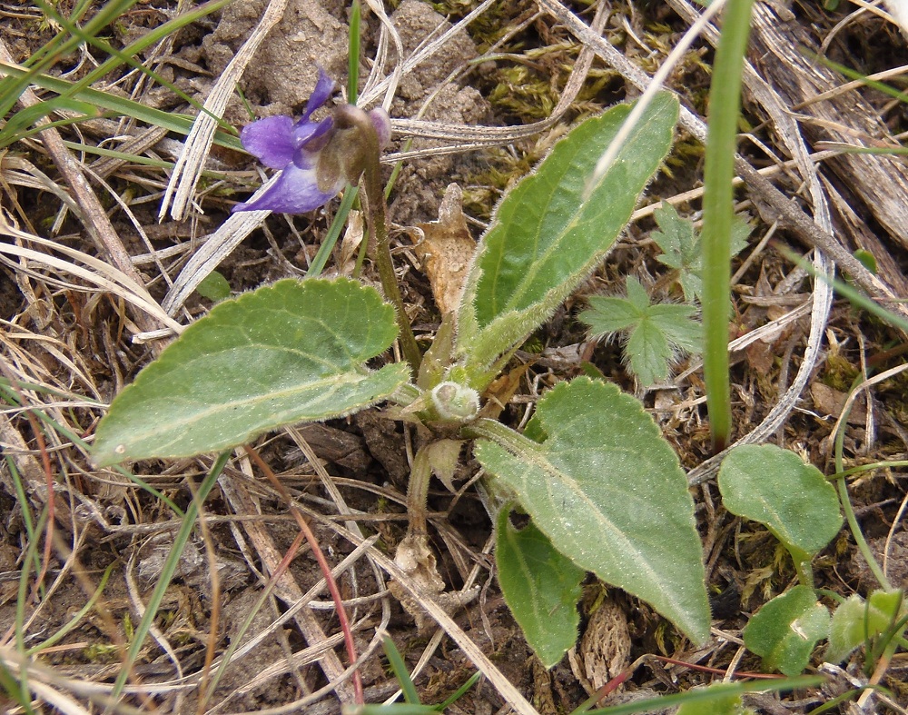 Image of Viola hirta specimen.