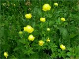 Trollius europaeus