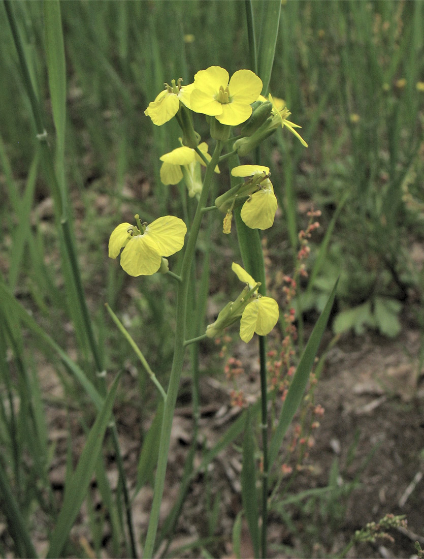 Изображение особи Coincya monensis ssp. cheiranthos.