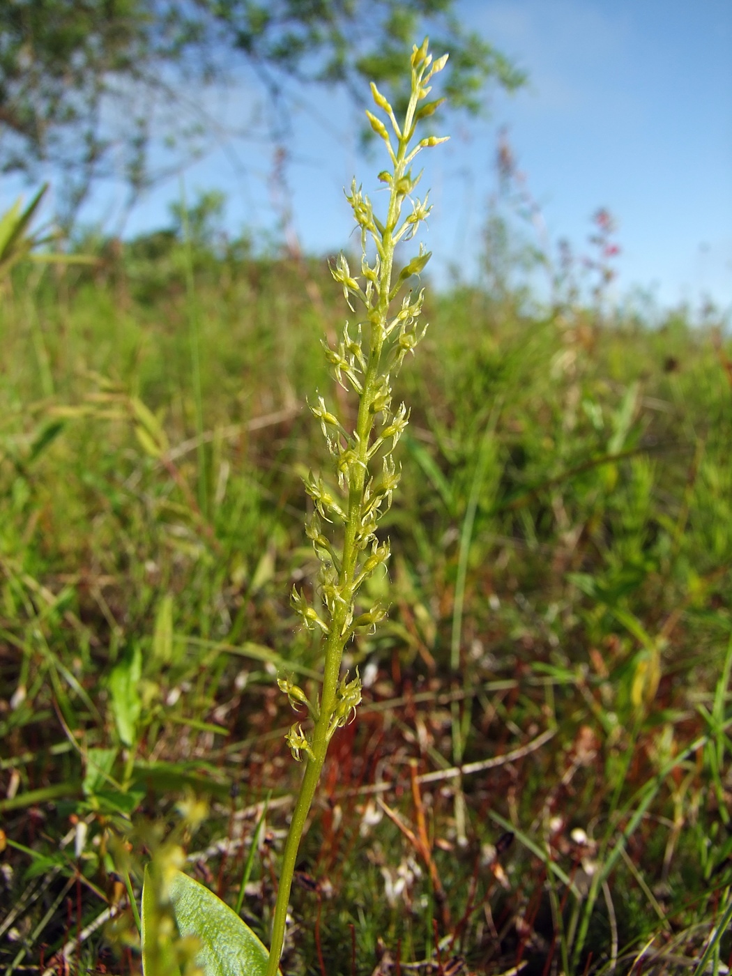 Image of Malaxis monophyllos specimen.