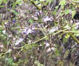Cicerbita prenanthoides. Часть соцветия. Абхазия, Цандрипш, сухой склон горы, опушка леса. 10.09.2008.