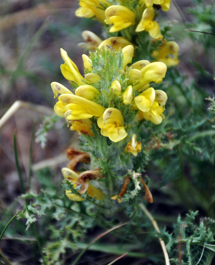 Image of Pedicularis flava specimen.