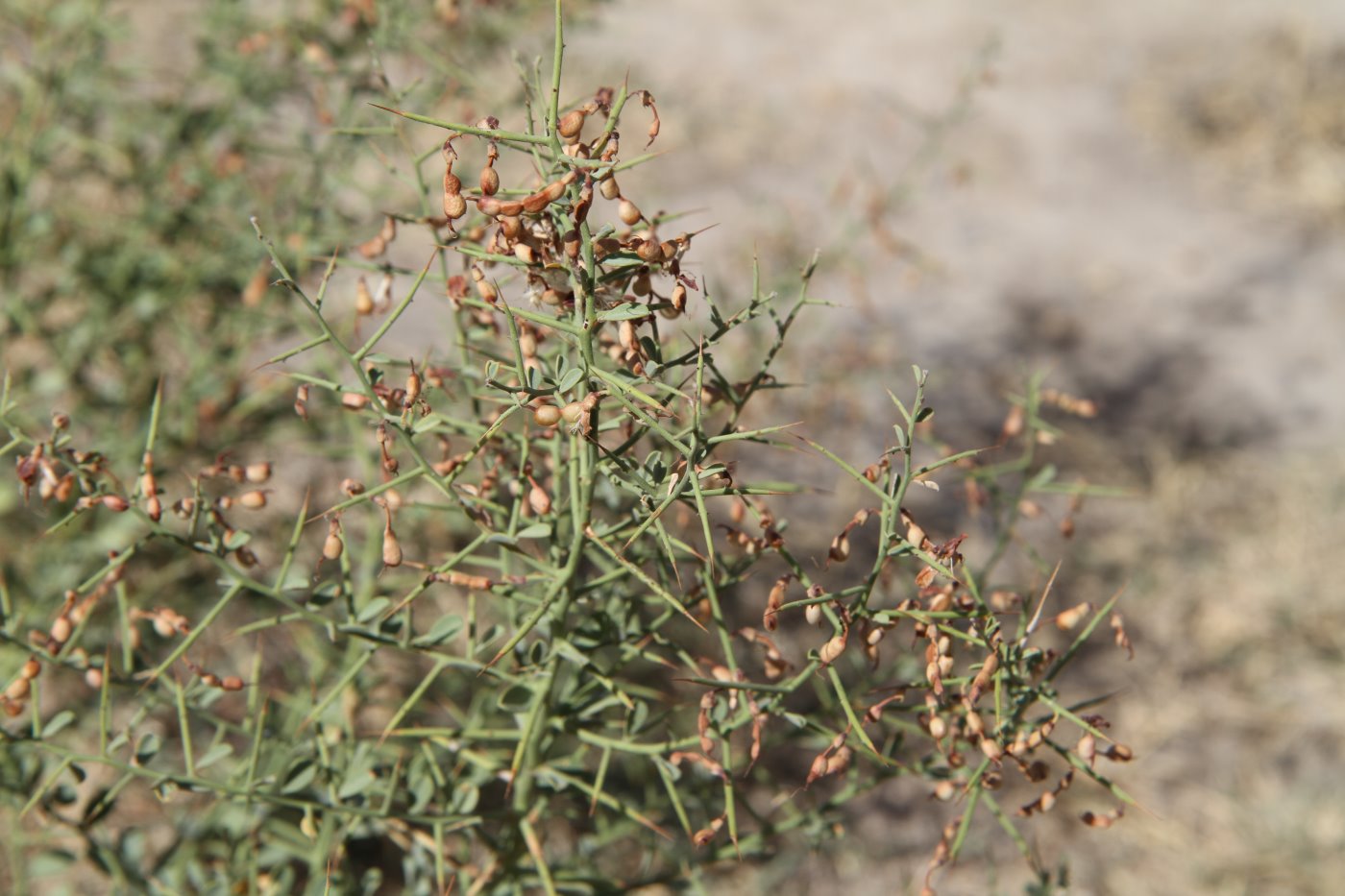 Image of genus Alhagi specimen.