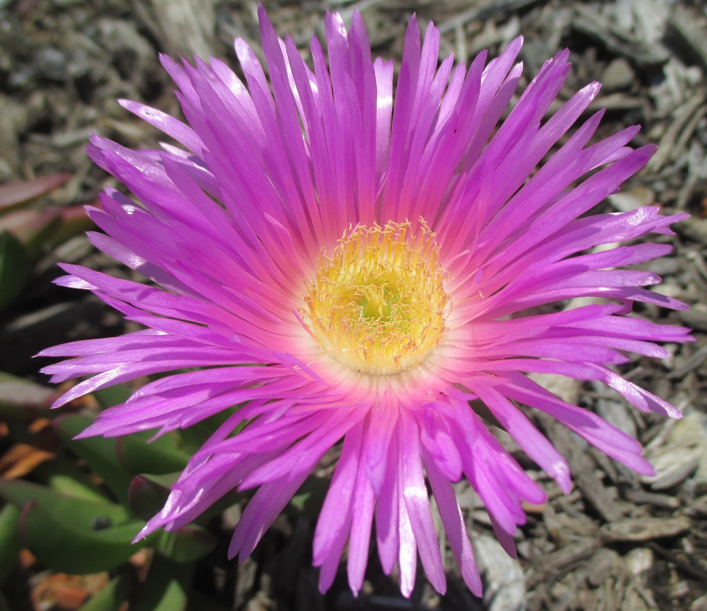 Image of Carpobrotus glaucescens specimen.