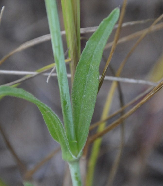 Image of Silene tenuiflora specimen.