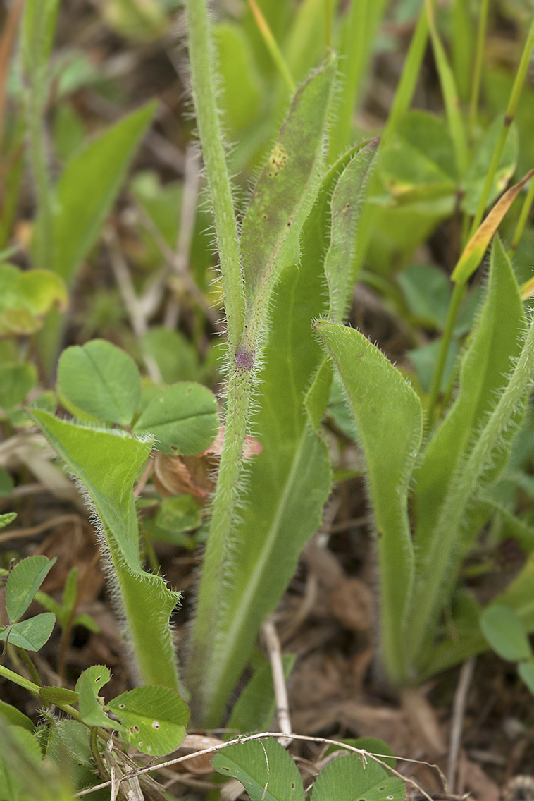 Image of Pilosella &times; floribunda specimen.