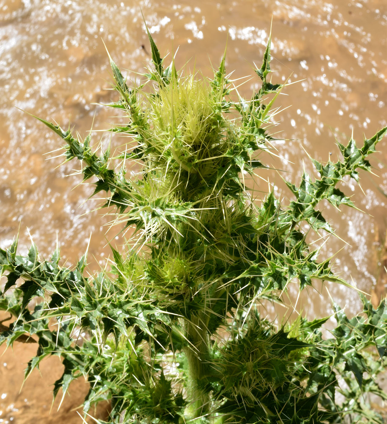 Изображение особи род Cirsium.