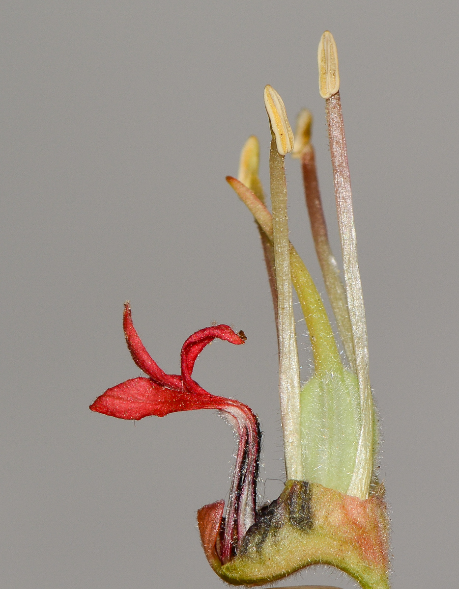 Image of Melianthus comosus specimen.