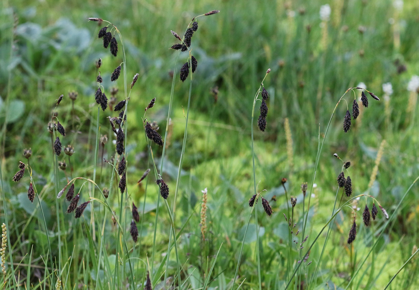 Image of Carex aterrima specimen.