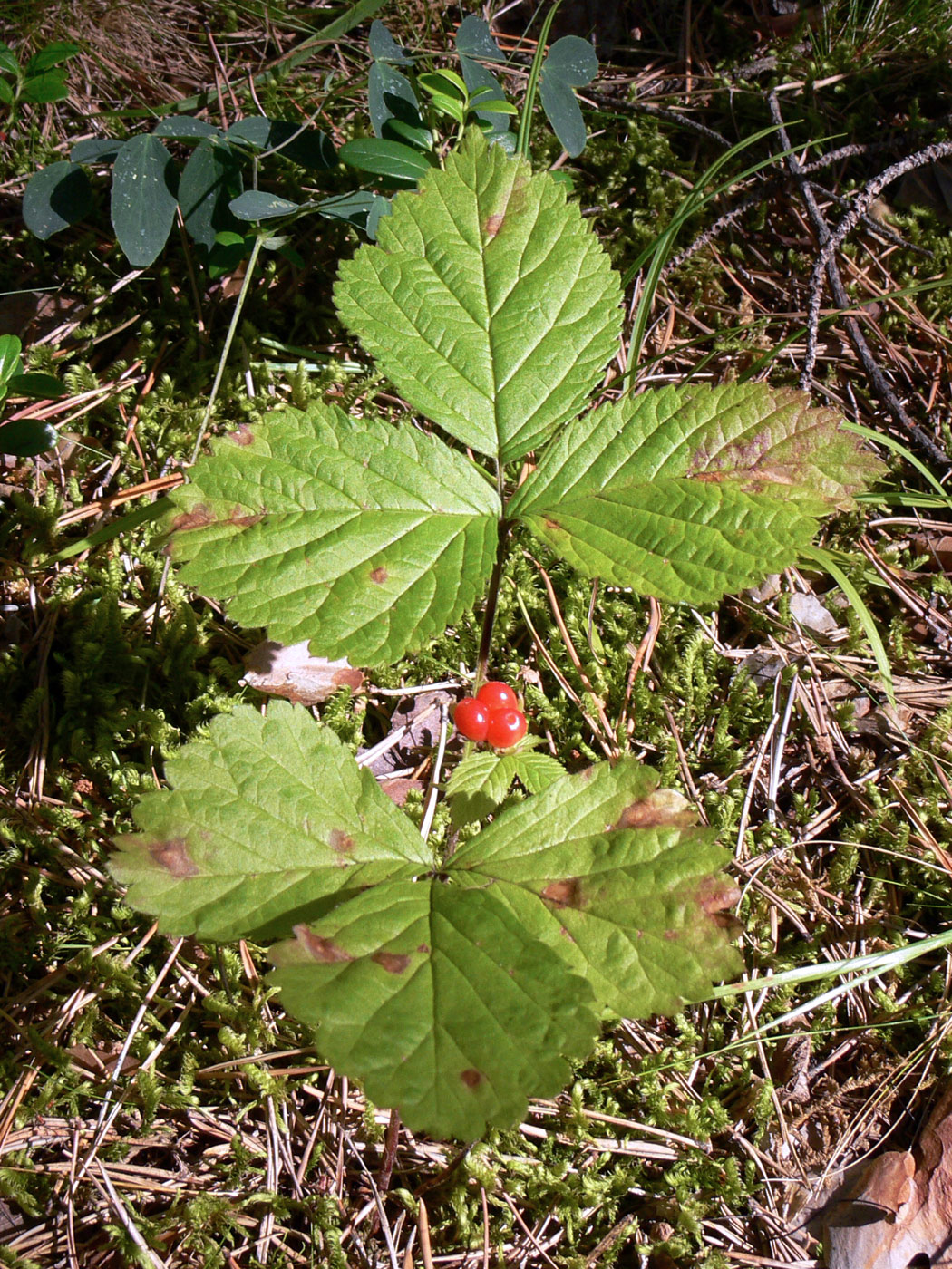 Изображение особи Rubus saxatilis.