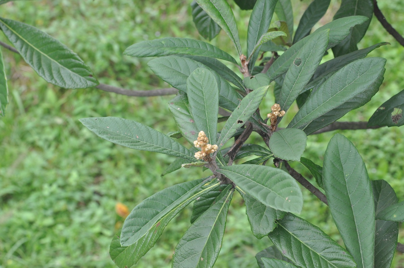 Image of Eriobotrya japonica specimen.