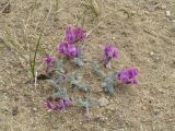 Oxytropis lanata