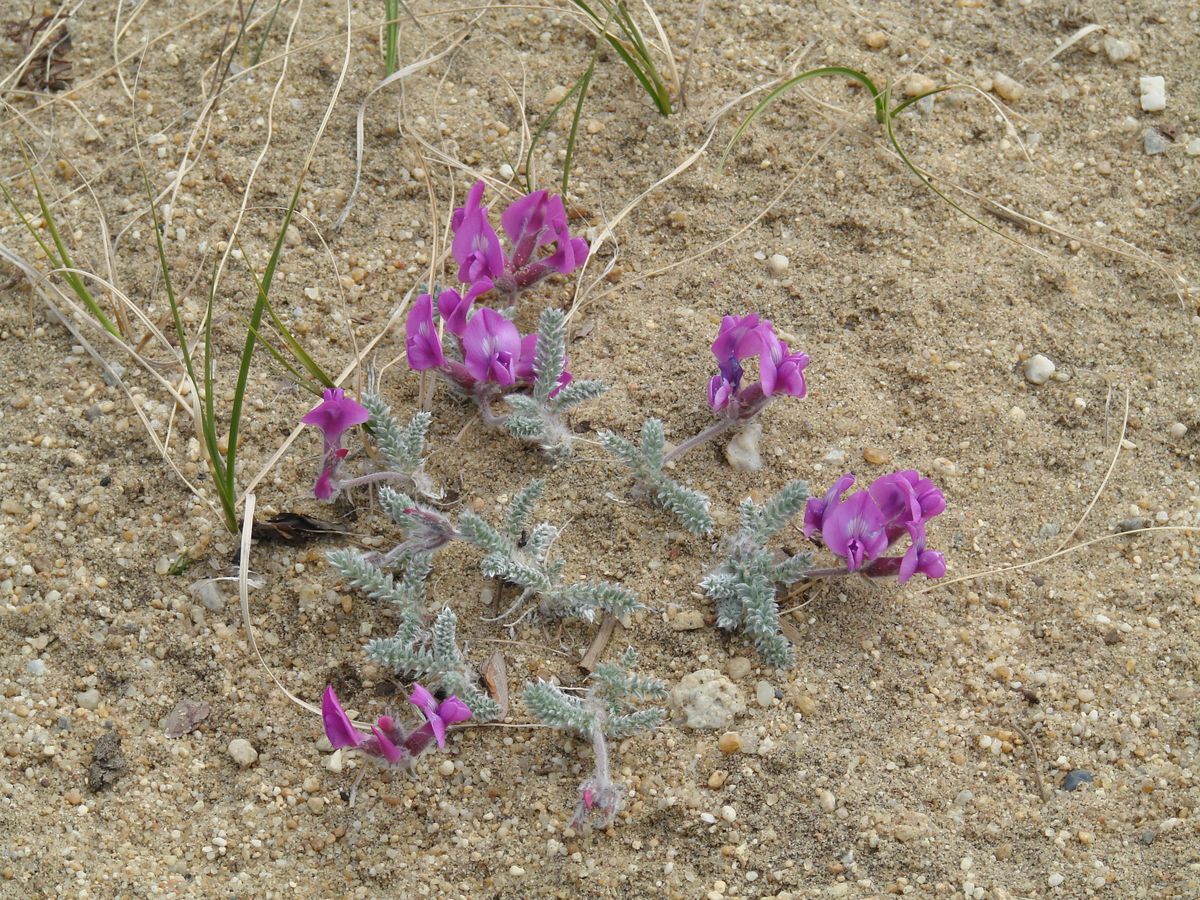 Image of Oxytropis lanata specimen.