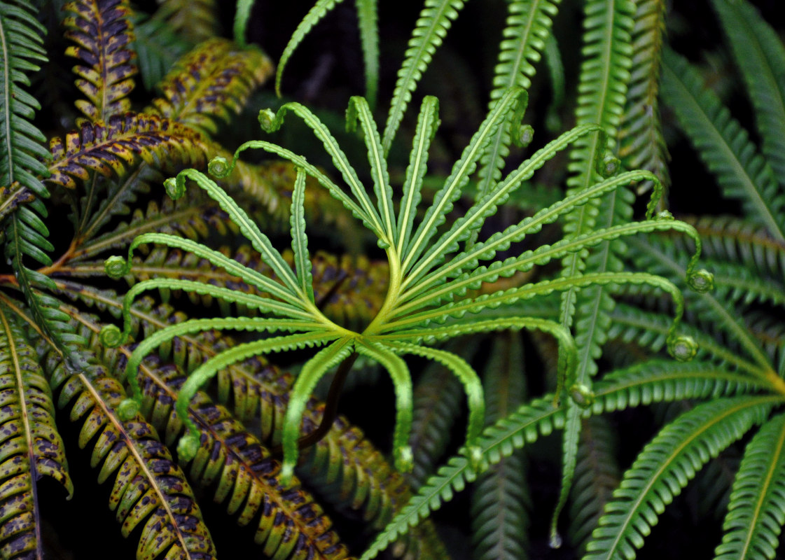 Image of Matonia pectinata specimen.